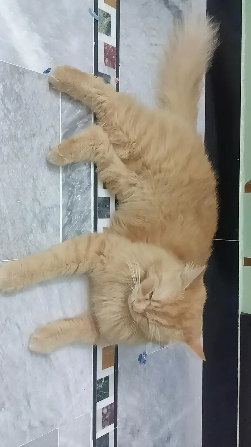 Pertian Cat — photo 6
