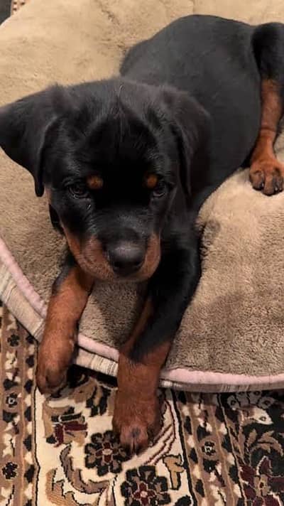 Rottweiler puppy