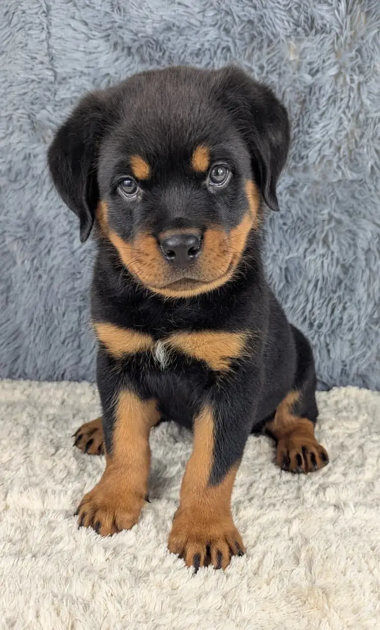 Rottweiler puppy — photo 2
