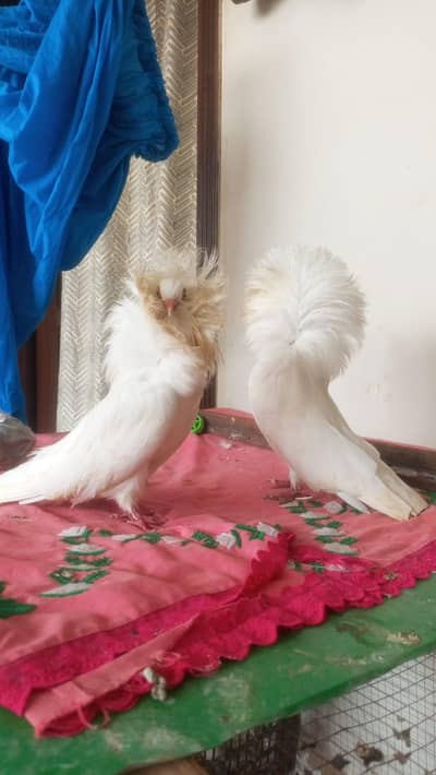 Fancy High Quality Pairs