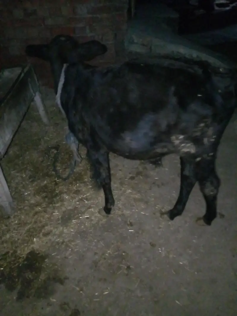 bachra, sahiwal — photo 2