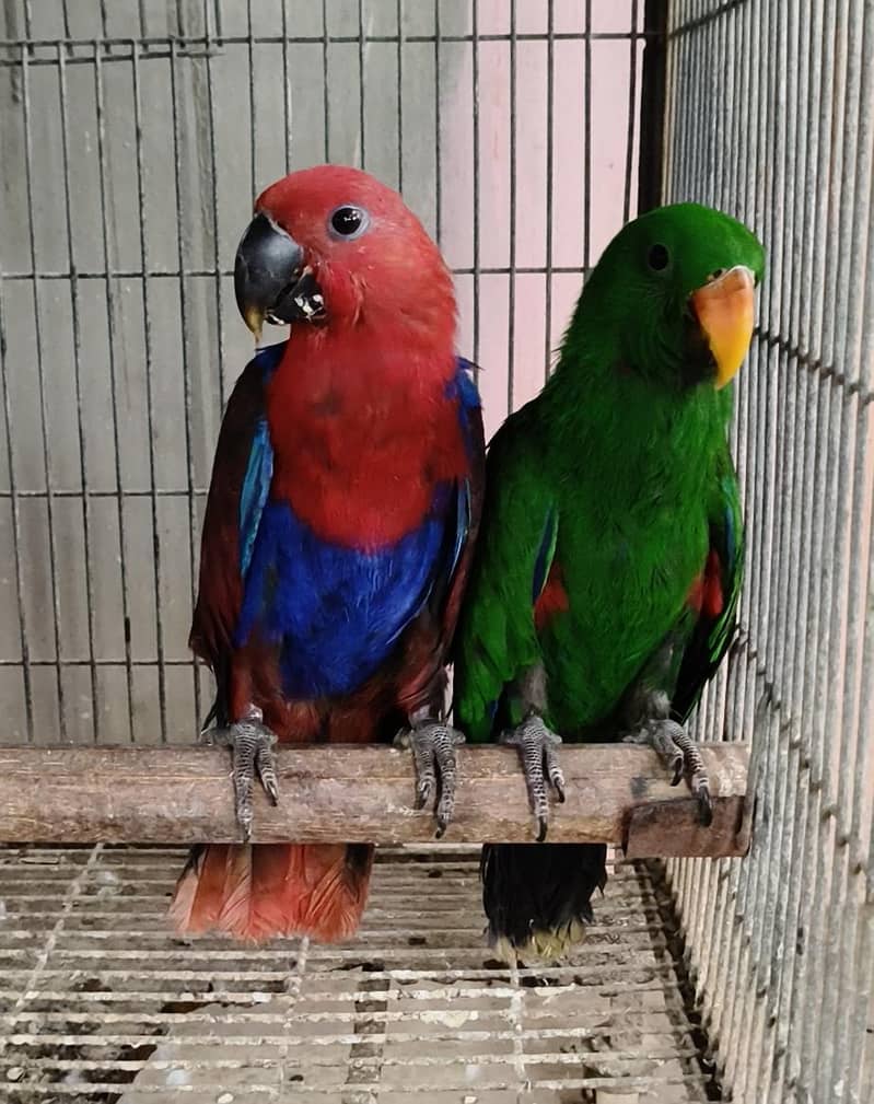 Electus pair / 03156376925 0