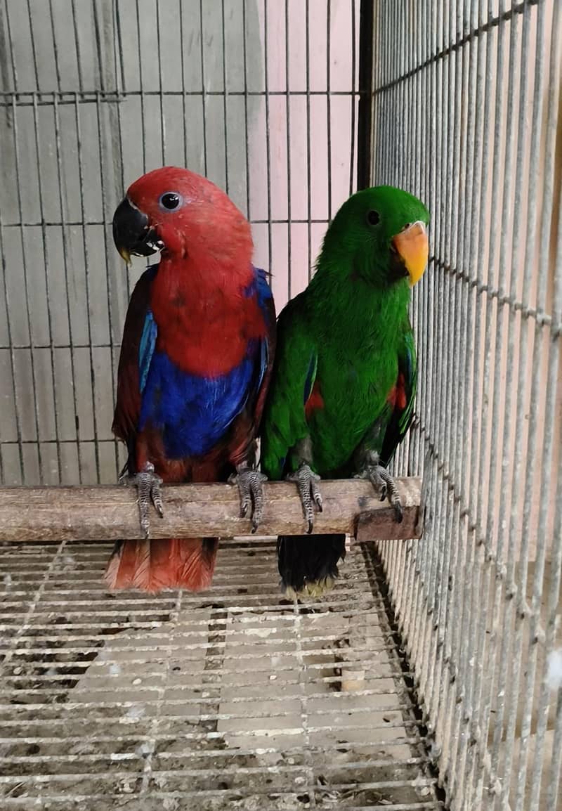 Electus pair / 03156376925 1