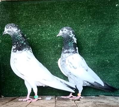 2 taddy female for sale pir pic price