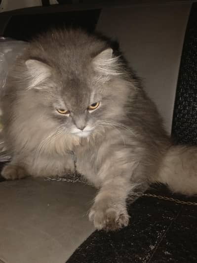 Family Cat For Sale