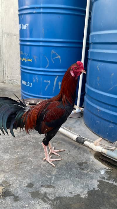 Sindhi aseel male 8.4 month