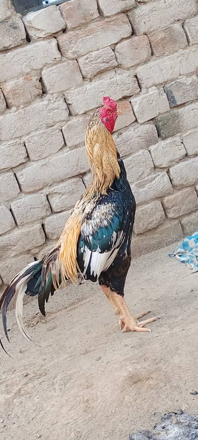 Aseel murga