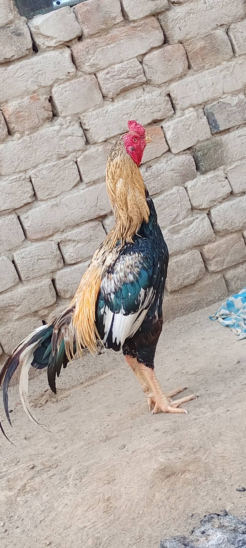 Aseel murga 0
