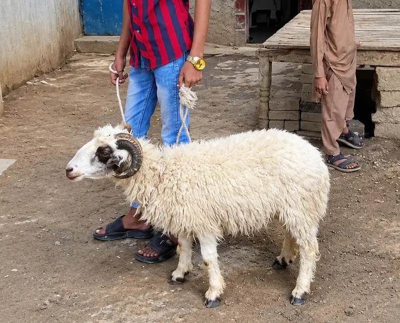 Dumba for Sale — photo 3