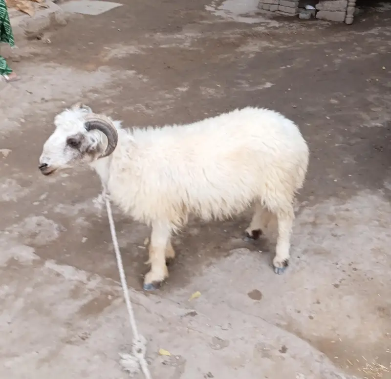 Dumba for Sale — photo 5
