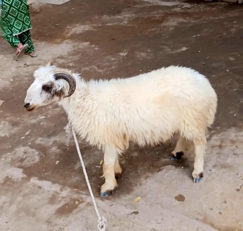 Dumba for Sale — photo 6