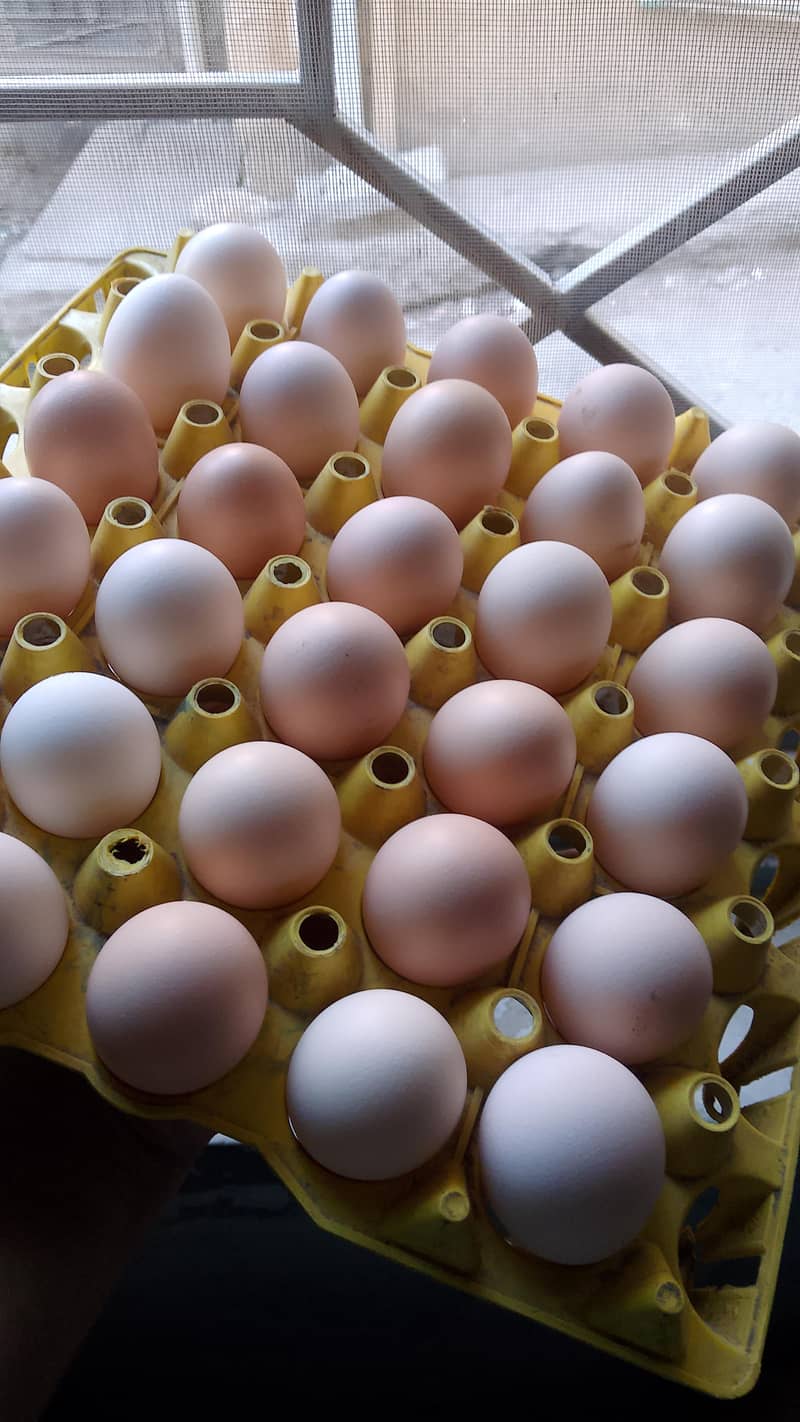 Desi eggs 0