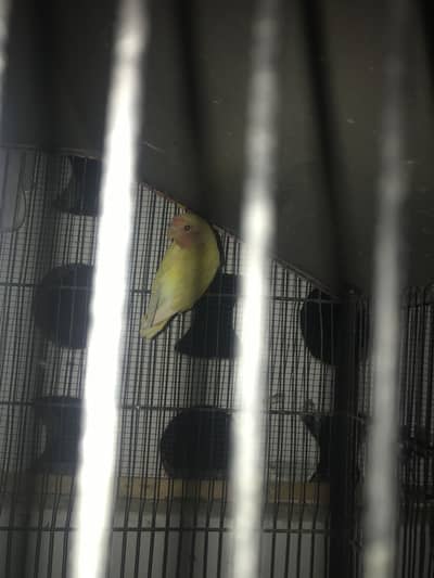Lovebirds hain 8 pair hain cage bhi sale krna hai jis bhai ko lena ho