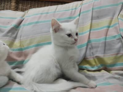 Cats babies for sale