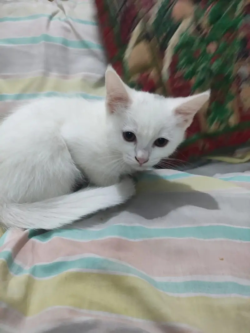 Cats babies for sale — photo 2