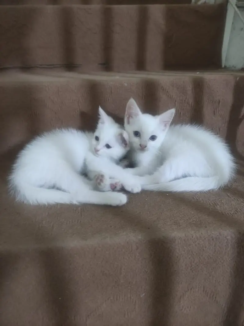 Cats babies for sale — photo 3