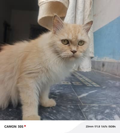 Beautiful Female Persian Cat for Sale – Vaccinated