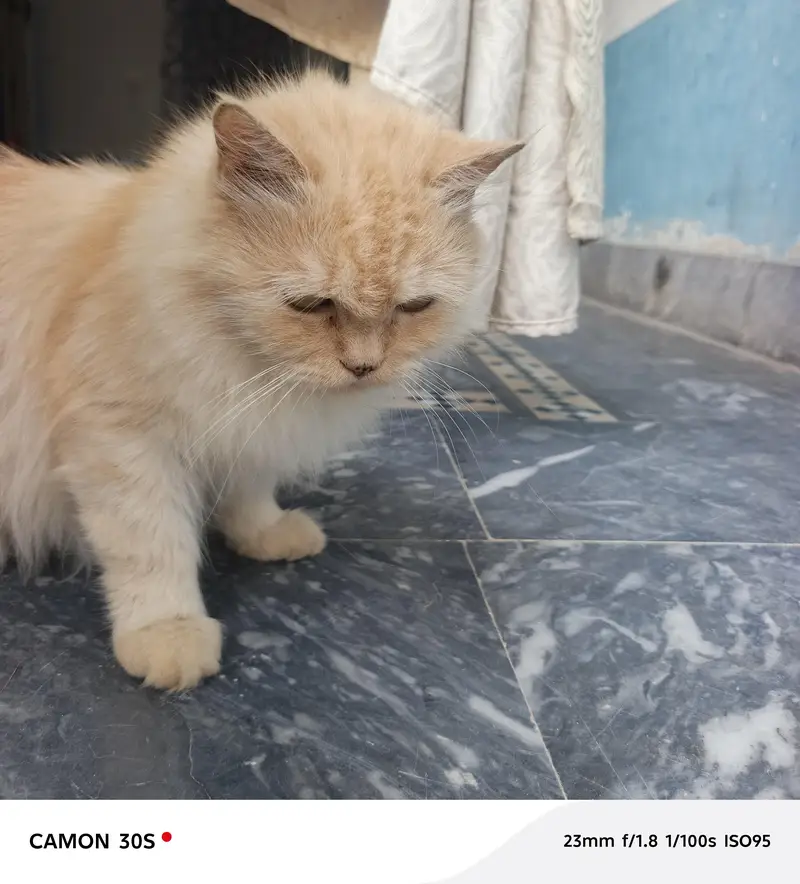 Beautiful Female Persian Cat for Sale – Vaccinated — photo 2