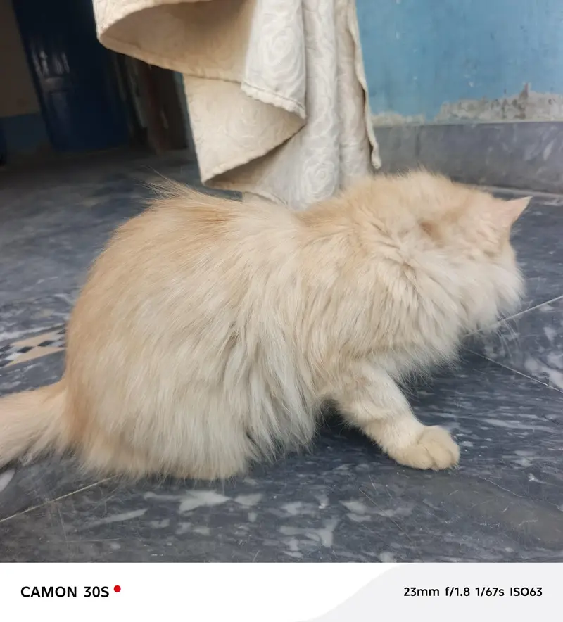 Beautiful Female Persian Cat for Sale – Vaccinated — photo 3