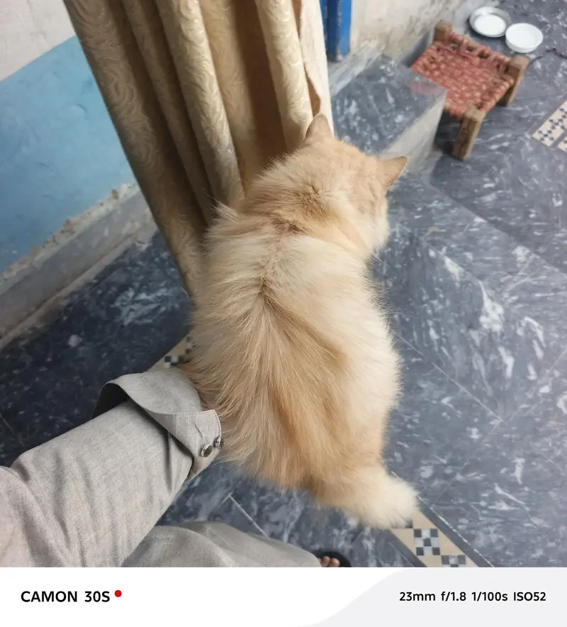 Beautiful Female Persian Cat for Sale – Vaccinated — photo 4