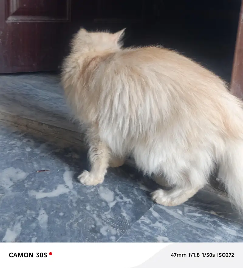 Beautiful Female Persian Cat for Sale – Vaccinated — photo 5