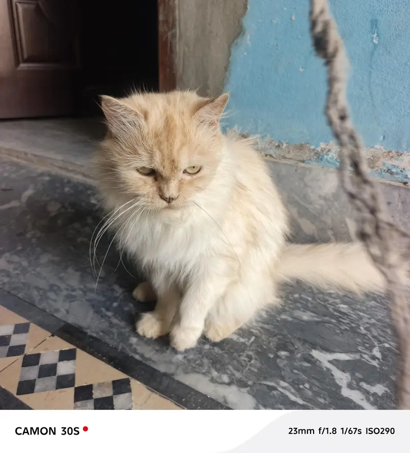 Beautiful Female Persian Cat for Sale – Vaccinated — photo 6