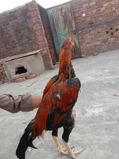 aseel Thai cross breeds