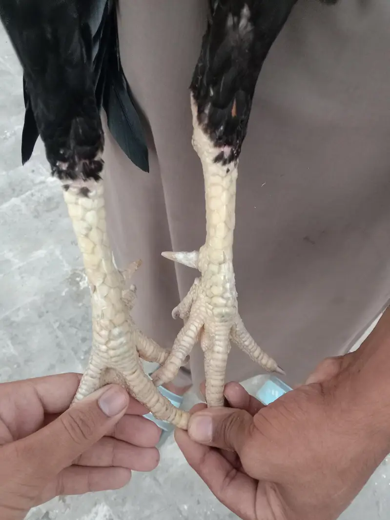 aseel Thai cross breeds — photo 2