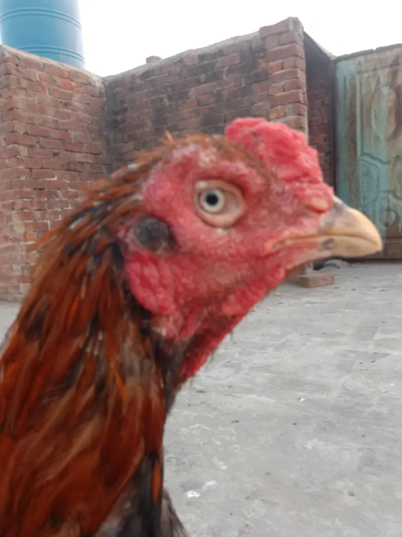 aseel Thai cross breeds — photo 3