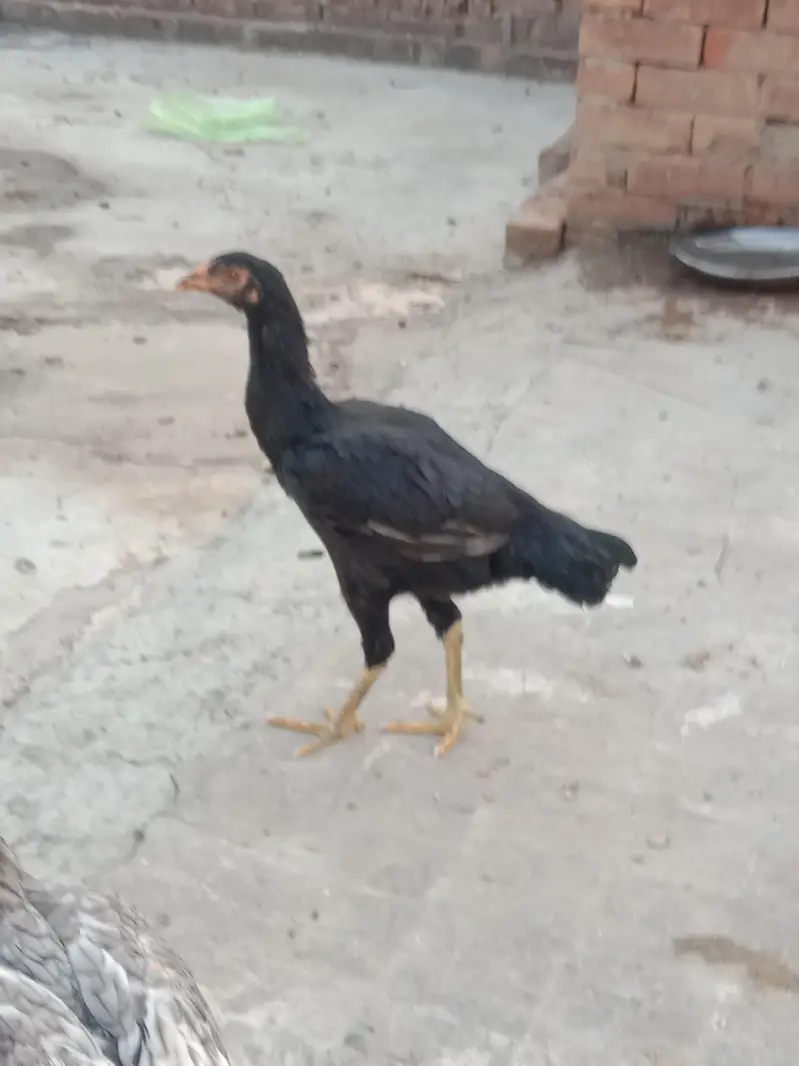 aseel Thai cross breeds — photo 9