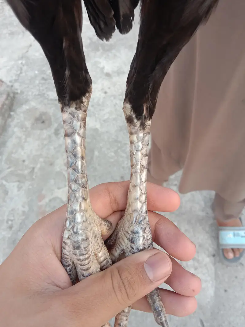 aseel Thai cross breeds — photo 10