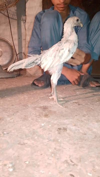 Pure Dragon 100% Male Chick A++ Quality Ice Blue Dragon 03364578464