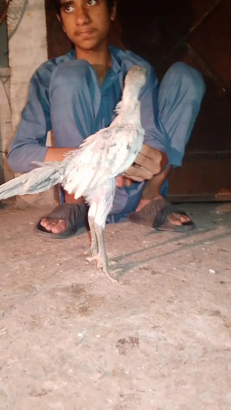 Pure Dragon 100% Male Chick A++ Quality Ice Blue Dragon 03364578464 — photo 2