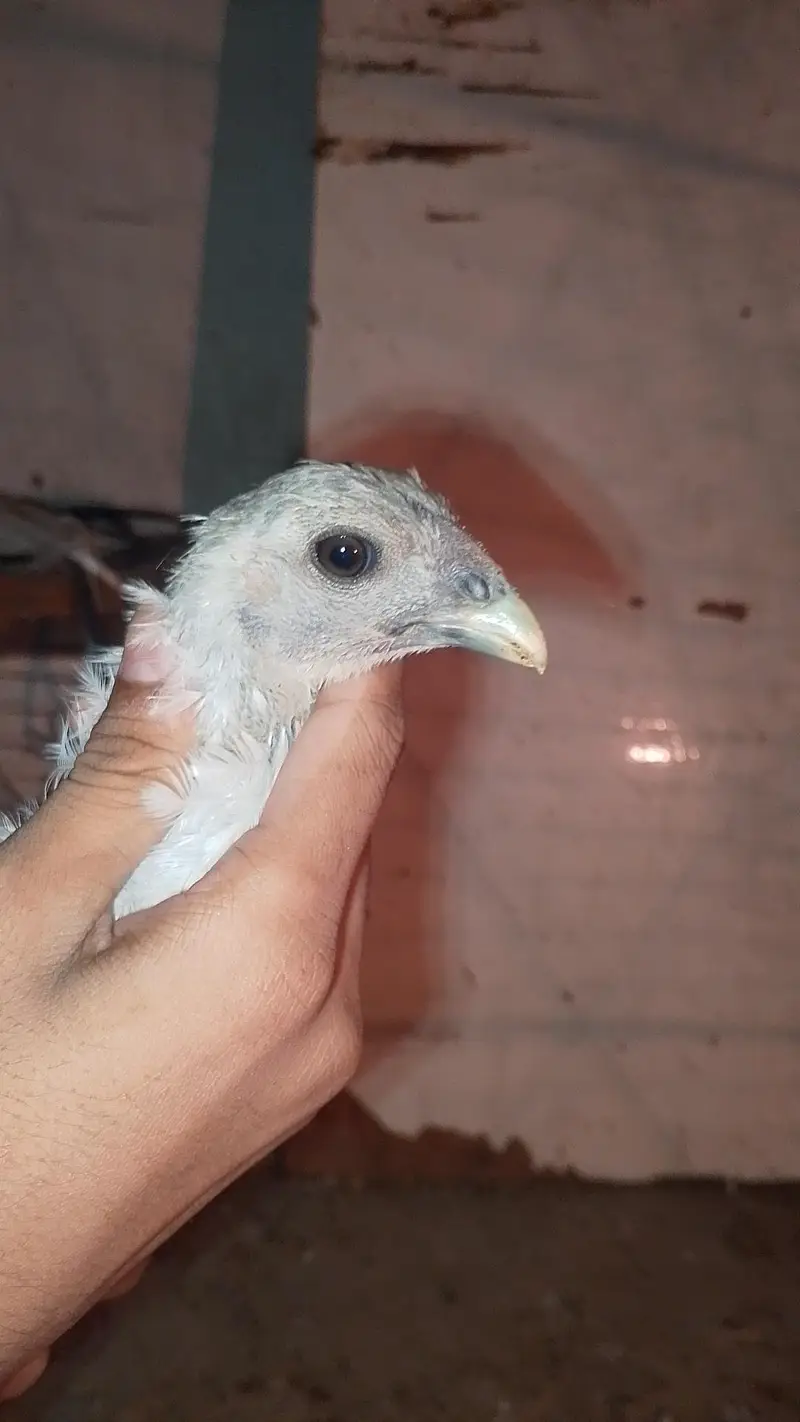 Pure Dragon 100% Male Chick A++ Quality Ice Blue Dragon 03364578464 — photo 3