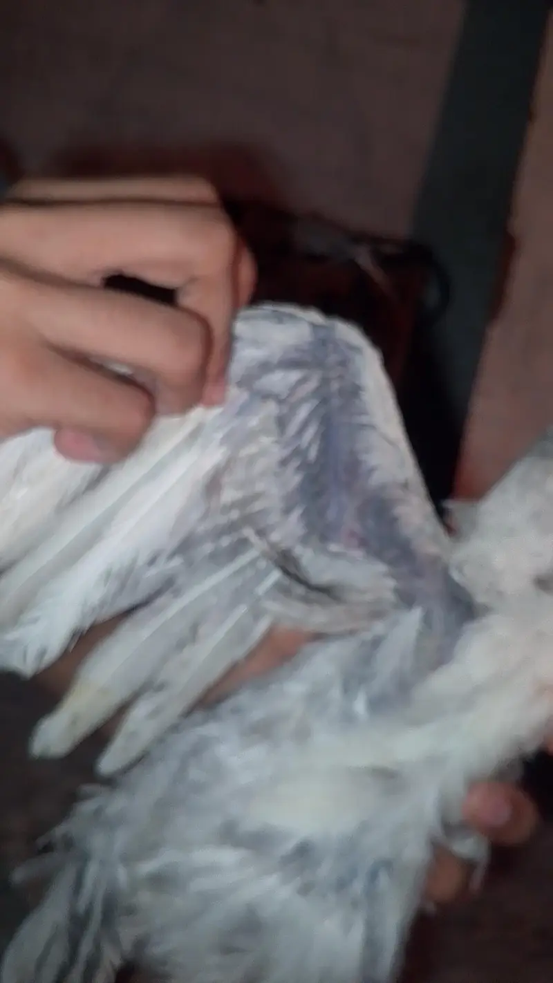 Pure Dragon 100% Male Chick A++ Quality Ice Blue Dragon 03364578464 — photo 4