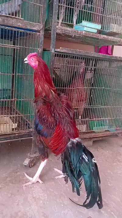 Mianwali Aseel for sale