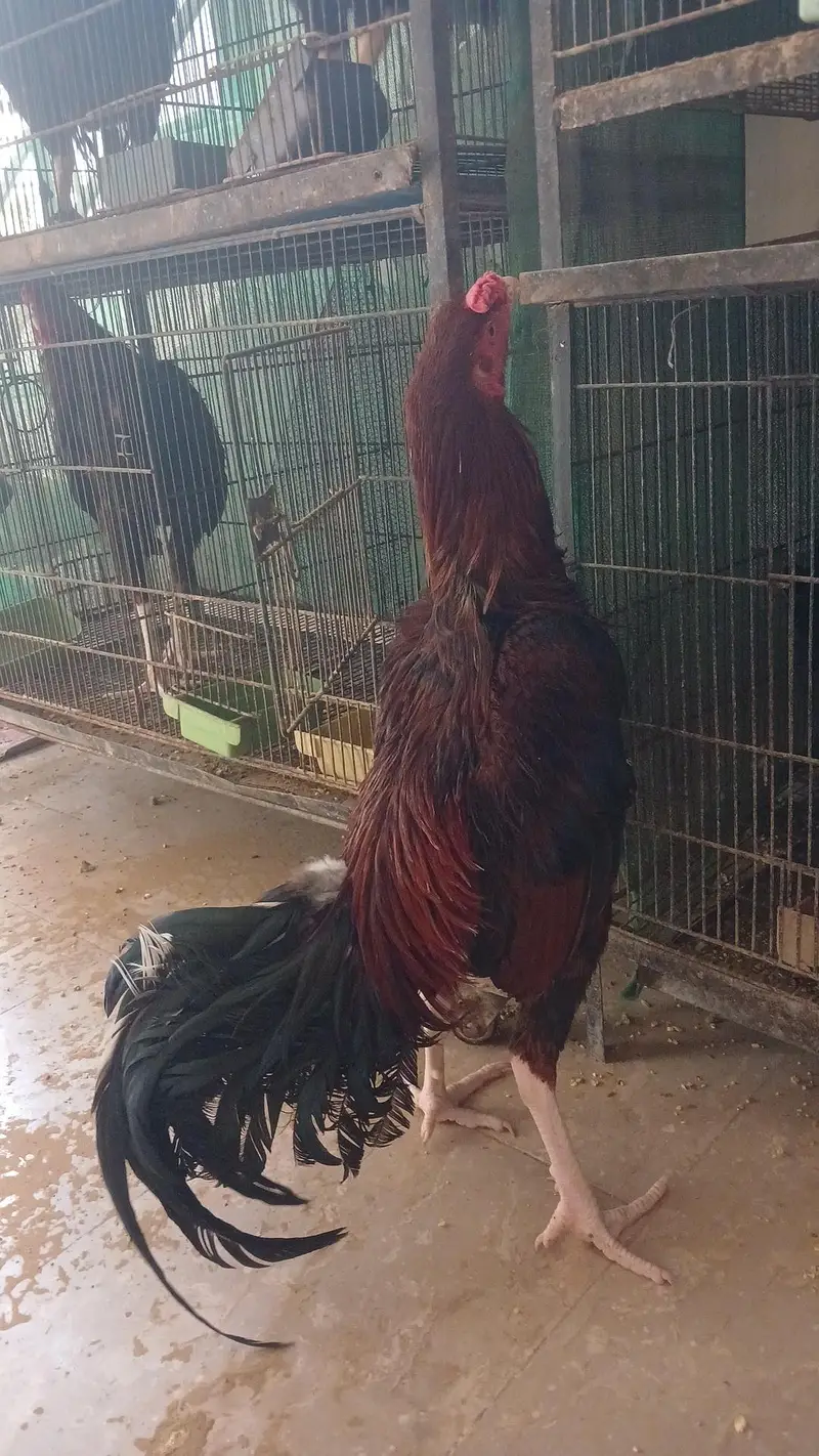 Mianwali Aseel for sale — photo 6