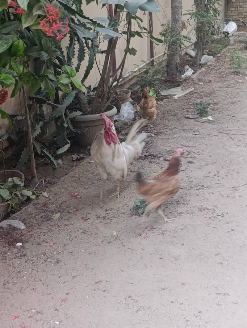 3 hens 0