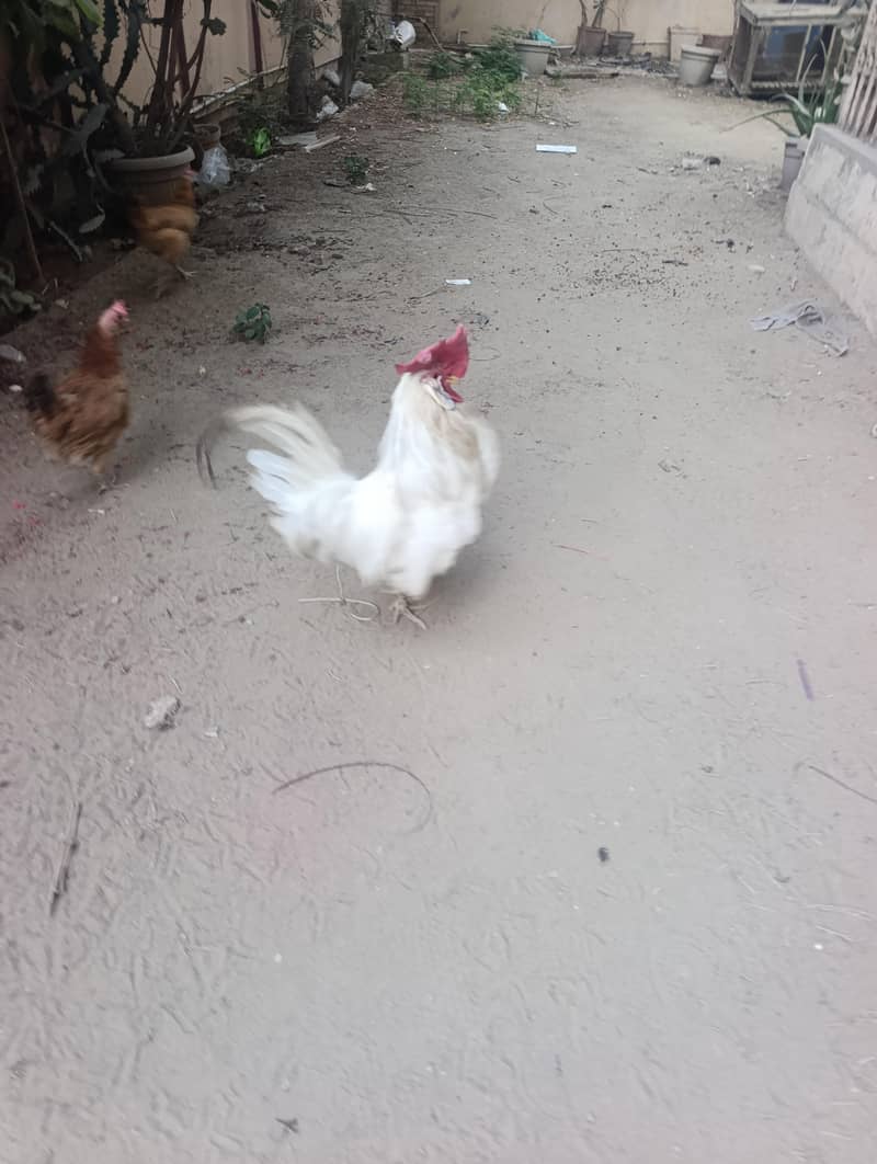 3 hens 1