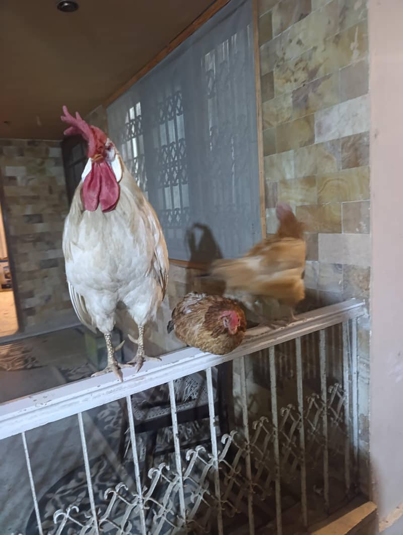 3 hens 2