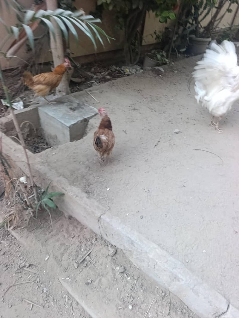 3 hens 3