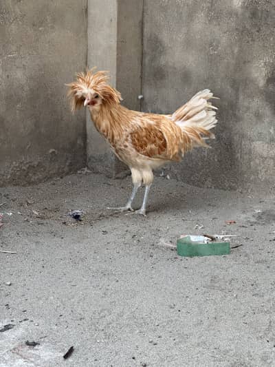 Polish Male A+ Quality