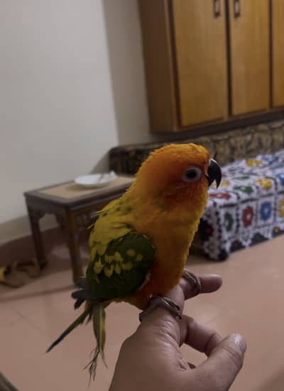 Sunconure