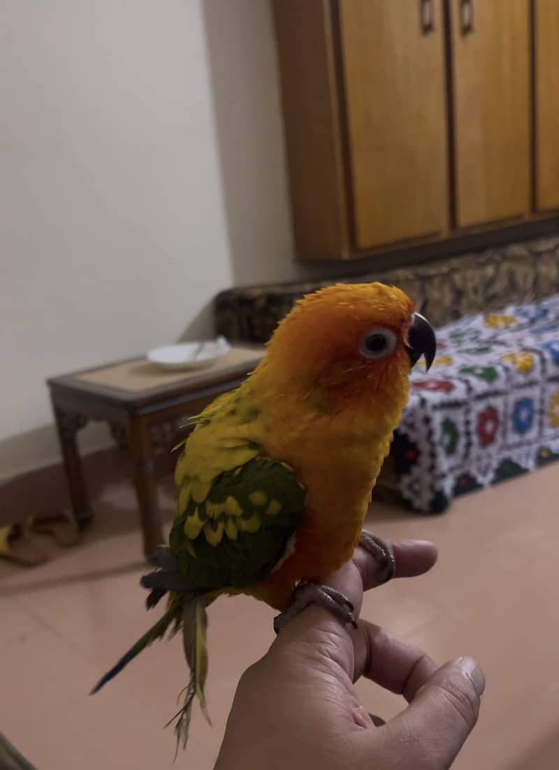 Sunconure 0
