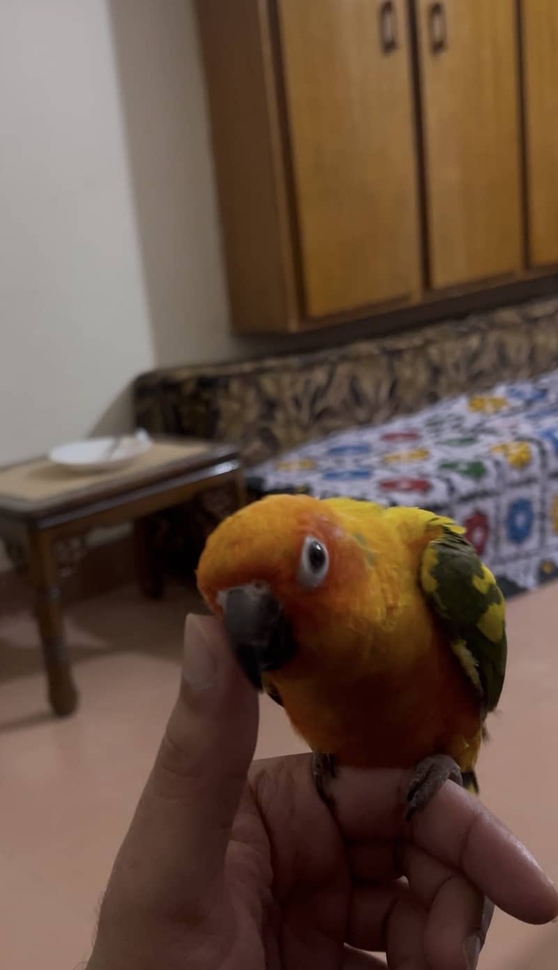Sunconure 1