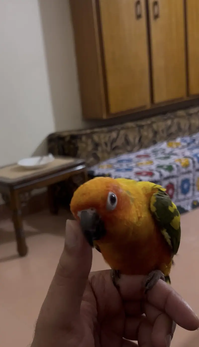 Sunconure — photo 2