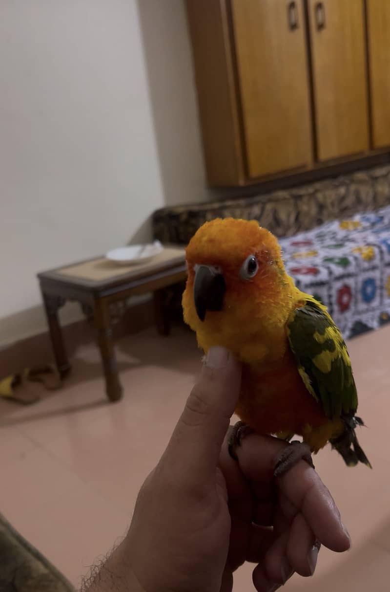 Sunconure 2