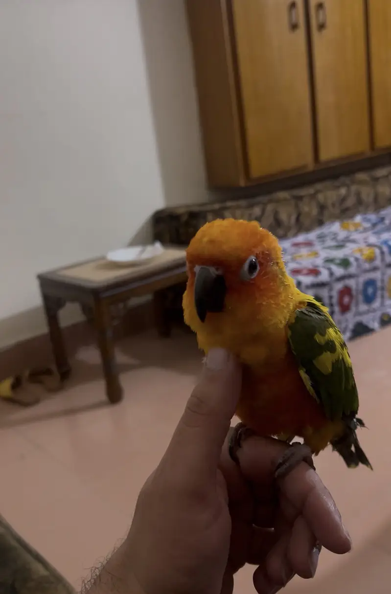 Sunconure — photo 3