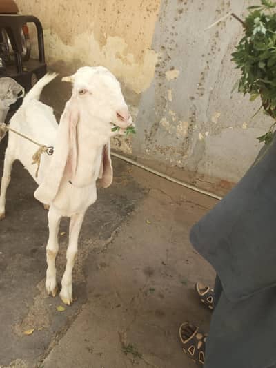 Gulabi aur teddy nasal mein gabban bakri for urgent sale