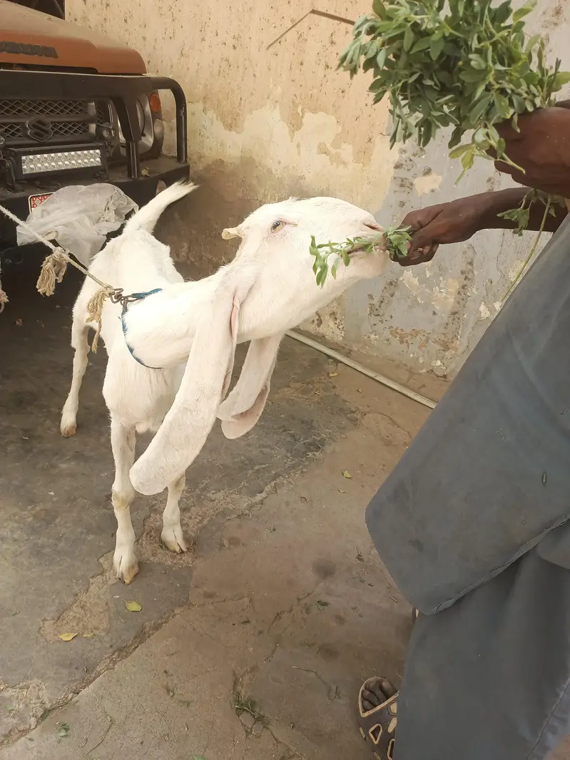 Gulabi aur teddy nasal mein gabban bakri for urgent sale — photo 2